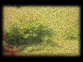 this is a medley of old super 8 footage that my dad shot mostly during our family vacations.

this piece is dedicated to my late beloved father.

music by:
jack johnson (better together), ray mantilla (parlami d'amore, mari�) and pierre bensusan (bamboule).