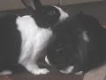 Alimony (Ry Cooder Cover) Alimony (Ry Cooder Cover)