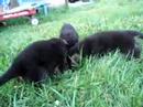 Puppies First Food Puppies First Food