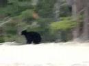 BC Black Bear