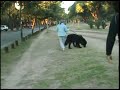 VIDEOS DIVERTIDOS PERROS PUBLICIDAD