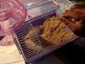 O Ratinho que queria ser musculado :)