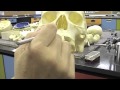 Maxilla and Palatine Bone.mov