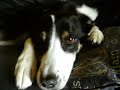 うたう犬動画