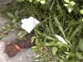 嘸衛生！竟然有人在植物園內隨地大便！廁所就在50公尺外 XD 20101109 08:26
