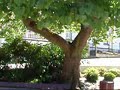 Jardim de P�voa e Meadas