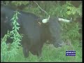 Un toro bravo se escapa y provoca un accidente en Torrellas Un toro bravo se escapa y provoca un accidente en Torrellas