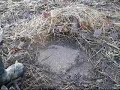 Coyote dirthole trap set part 2
