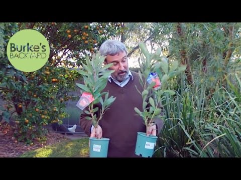 how to transplant proteas