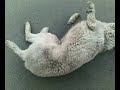 Un-catel-cu-piciorul
