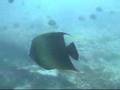 Semicircle angelfish in Anilao