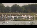 pelicans.mpg
