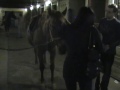 alexia at cameron stables
