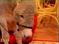 gianpiero e magico su rai 2