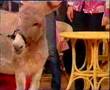 gianpiero e magico su rai 2