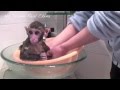 Chinese Monkey 1---- Professor Mai and His Shower--ND\RC .m4v