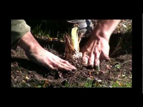 how to replant iris