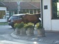 Some Horses In The Streets of Paracin