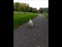 deux westies en ballade