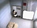 Mei Lan Climbs The Mesh Window For The First Time
