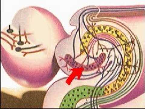 How the Body Works : Center of Emotion and Memory