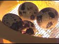 Dan Quail is hatched Dan Quail is hatched