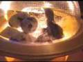 Dan Quail is hatched