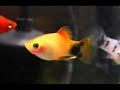 Tropical Fish