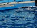 videos de Zoo Barcelona - Demos Casio FH20