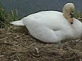 The Mystery of the Swans-Part 3 The Mystery of the Swans-Part 3