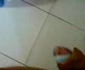 柴犬動画