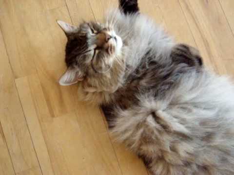 MAINE COON