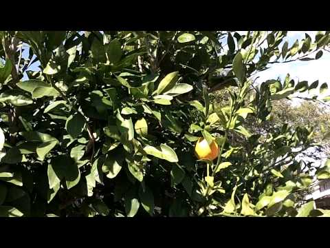 how to trim satsuma trees