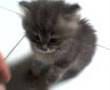 Le Plus Beau Chat Du Monde