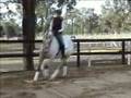videos de Meridian Estate Warmblood Stud - Armani