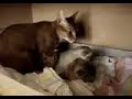 Abyssinian kittens 15 days old Abyssinian kittens 15 days old