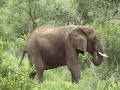 african elephant