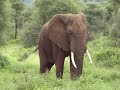 African Elephant