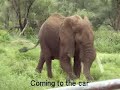 african elephant
