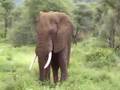 African Elephant