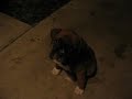 Boxer puppy II