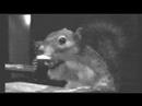 Squirell Drinking