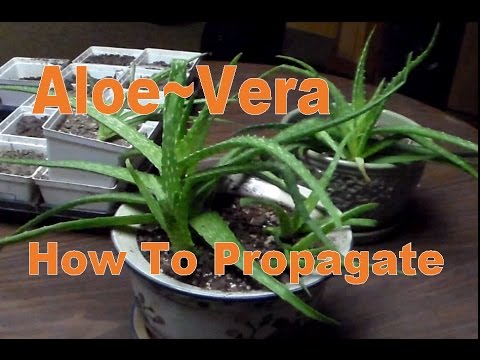 how to replant aloe vera pups