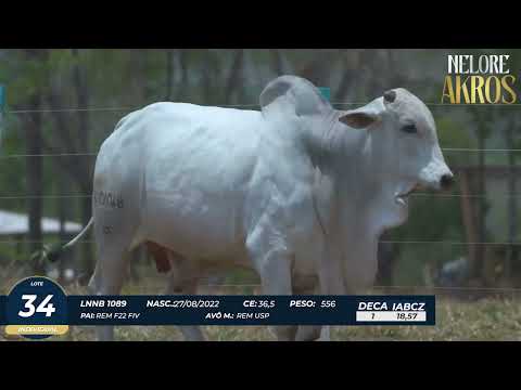 4� DE OLHO DA FAZENDA NELORE AKROS