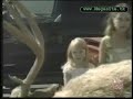 Animal Prank with a deer Animal Prank with a deer