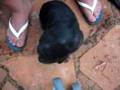 Rottweiler video