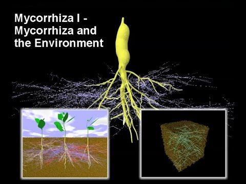how to isolate arbuscular mycorrhizal fungi