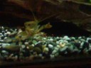 Koura eats Grass Grub