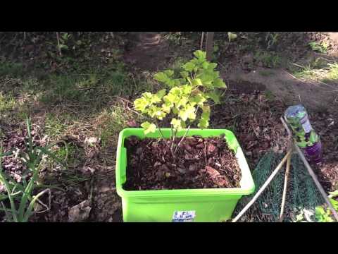 how to grow pumpkins in ky
