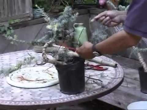 how to fertilize european weeping larch tree